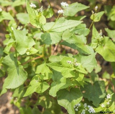 How To Grow Buckwheat: Learn About Buckwheat Uses In Gardens