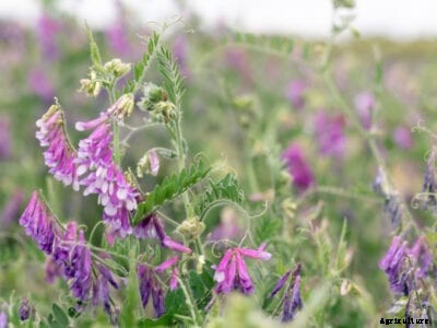Hairy Vetch Cover Crop Info: Hairy Vetch Planting Benefits In The Garden