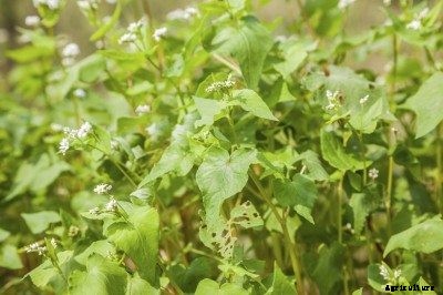 Cover Crop Rotation: How To Rotate Cover Crop Plants