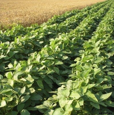 Cover Crop Planting Guide: When To Plant Cover Crops