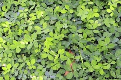 Difference Between Green Manure And Cover Crops