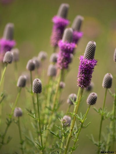Prairie Clover Information: Growing Purple Prairie Clover In Gardens