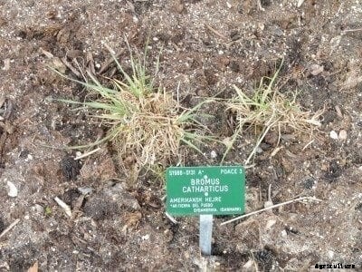 Rescue Prairie Grass Info: What Is Prairie Grass Used For?