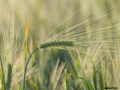Home Garden Barley – How To Grow Barley As A Cover Crop