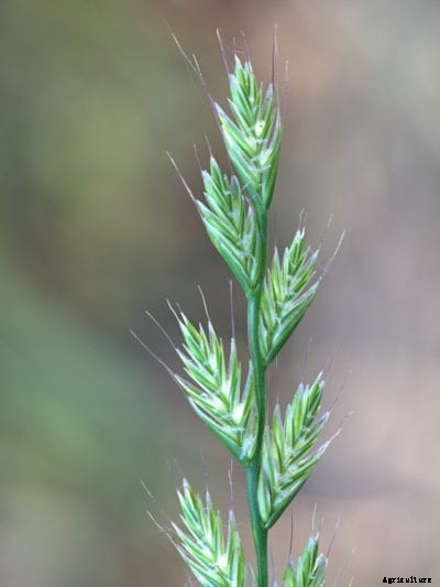 Annual Ryegrass Care – Tips For Planting Annual Ryegrass