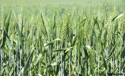 Winter Wheat Cover Crops: Growing Winter Wheat At Home