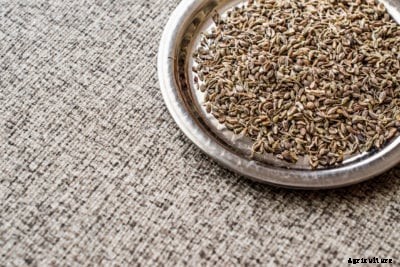 Aniseed As A Spice – Learn How To Use Anise Plants