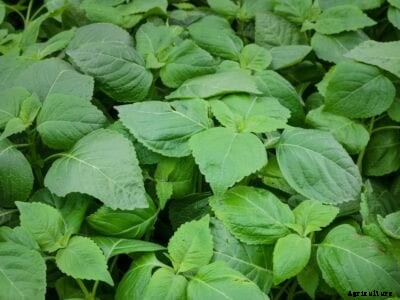 What Is Tree Basil – Tips For Growing Tree Basil In The Garden