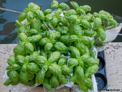 How To Grow Grocery Store Basil – Planting Supermarket Basil