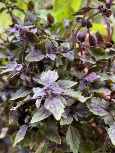 African Blue Basil Care: How To Grow African Basil Plants