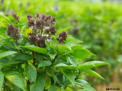 What Is Magical Michael Basil – How To Grow Magical Michael Basil Plants