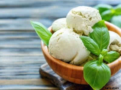 Basil Plant Uses – Have You Tried These Strange Uses For Basil