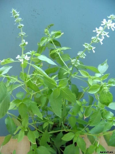 Lemon Basil Care: How To Grow Lemon Basil Herbs