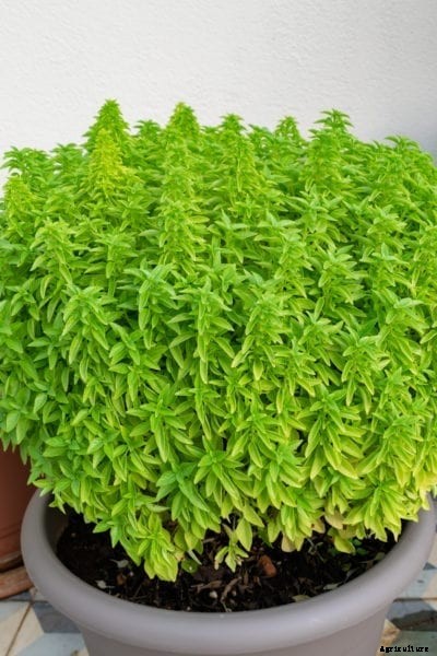 What Is Fino Verde Basil – Tips For Growing Fino Verde Basil