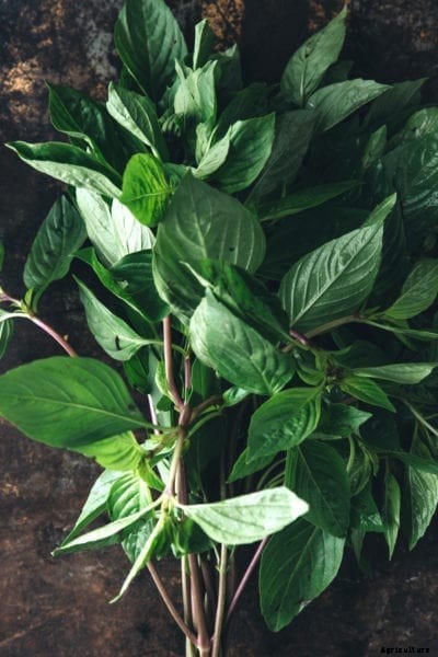 Lime Basil Herb Care – Learn How To Grow Lime Basil Plants