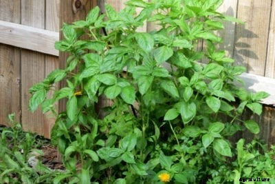 What Is Nufar Basil – Information About Nufar Basil Plant Care