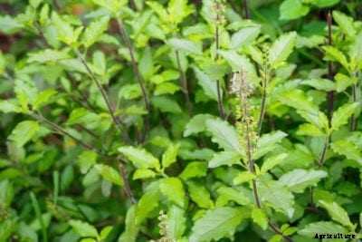 What Is Holy Basil – Holy Basil Uses And Growing Conditions