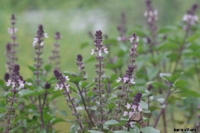 What Is Blue Spice Basil: Growing Blue Spice Basil Plants