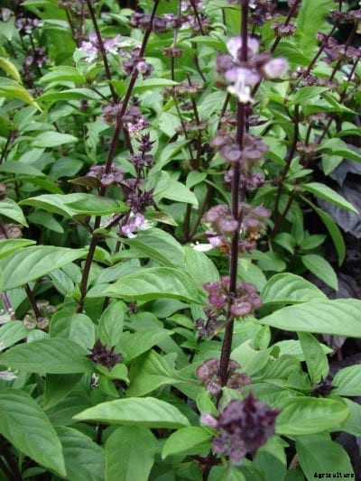 Siam Queen Basil Info: Learn About Basil ‘Siam Queen’ Care