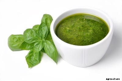 Growing Superbo Basil Herbs – What Are Superbo Basil Uses