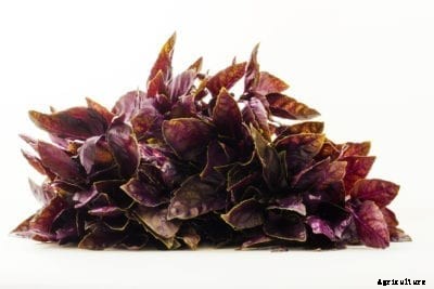 What Is Amethyst Basil – Tips For Growing Amethyst Basil Plants