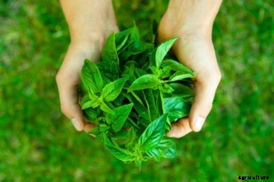 Basil Harvest Guide – How To Harvest Basil Herb Plants