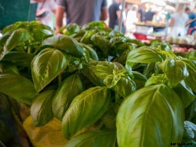 Marseille Basil Info – Basil ‘Marseille’ Care Guide
