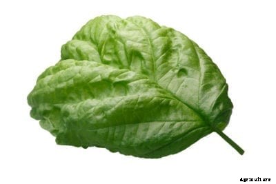 What Is Napoletano Basil: Napoletano Basil Plant Care And Information