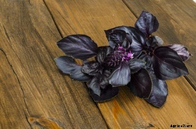 What Is Osmin Basil – Learn About Basil ‘Osmin’ Purple Plant Care