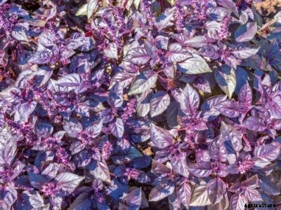Dark Opal Basil Info: Tips On Dark Opal Purple Basil Care