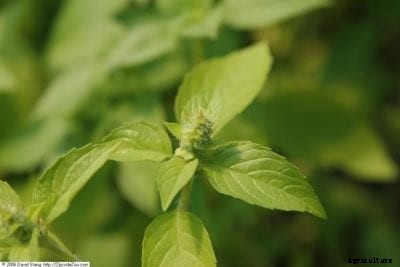 Sweet Dani Herbs – Tips For Growing Sweet Dani Basil Plants