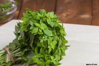 What Is Greek Basil: How To Care For Greek Basil Herb Plants