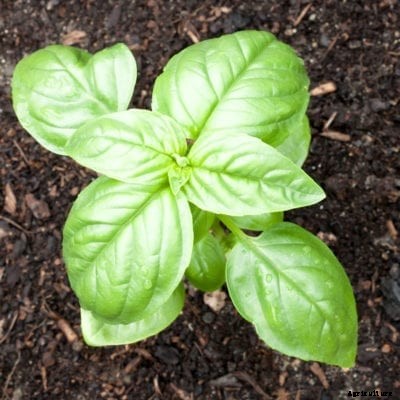 What Is Genovese Basil: Learn About Genovese Basil Growing And Care