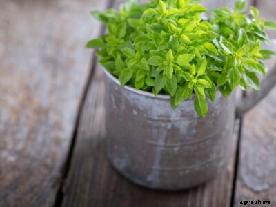 Spicy Globe Basil Plants: How To Grow Spicy Globe Bush Basil