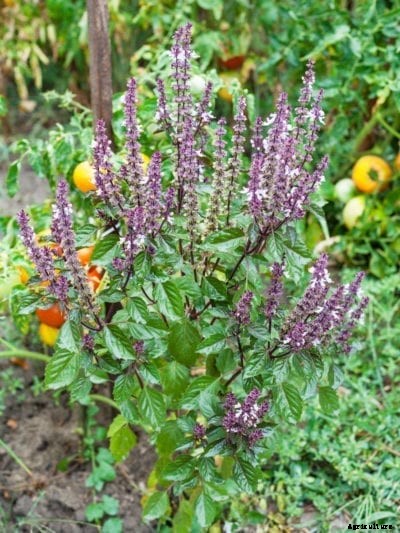 What Is Queen Of Sheba Basil: How To Grow Queen Of Sheba Basil Herbs