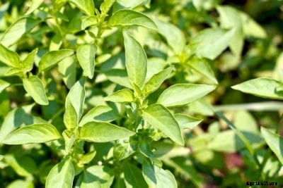 What Is Mrs. Burns Basil – Tips For Growing Mrs. Burns Basil Plants
