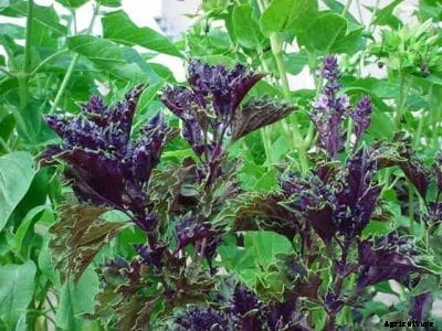 Basil ‘Purple Ruffles’ Info – How To Grow A Purple Ruffles Basil Plant