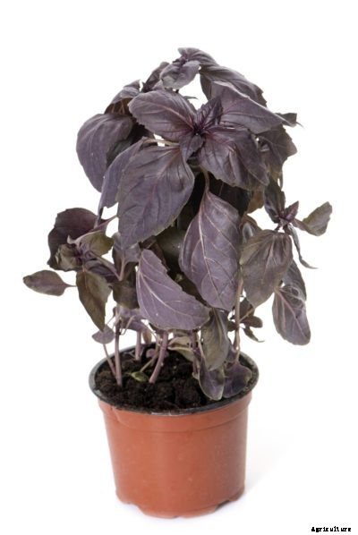 Red Basil Care: How To Grow Red Rubin Basil Plants