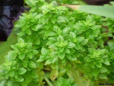 What Is Boxwood Basil – How To Grow Boxwood Basil Plants