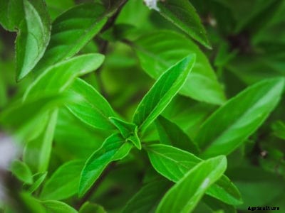 Citrus Basil Varieties: Learn How To Grow Citrus Basil Plants