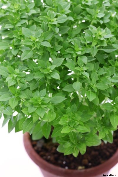 Bush Basil Care: Tips On Growing Bush Basil Plants In The Garden