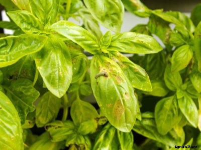 Basil Plant Turning Yellow: How To Treat Yellow Leaves On Basil Plants