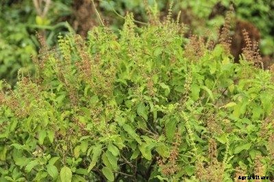 Woody Basil Plants: What To Do About A Basil With Woody Stems