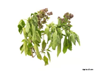 Why Does Basil Wilt: How To Fix Droopy Basil Plants