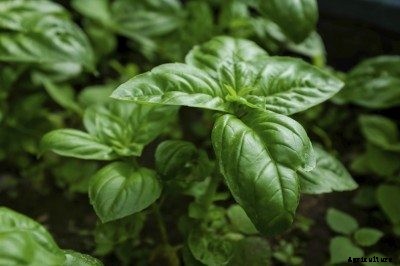 Cold Tolerance Of Basil: Does Basil Like Cold Weather