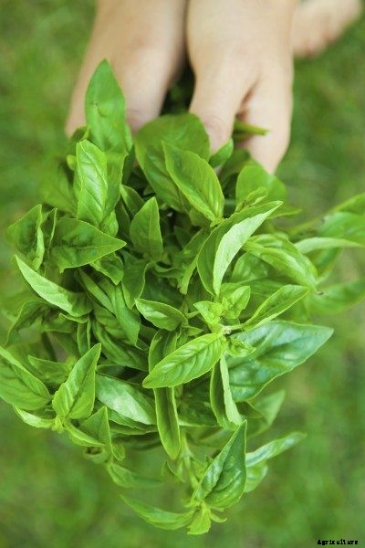 Basil Care After Season: Can You Keep Basil Through Winter
