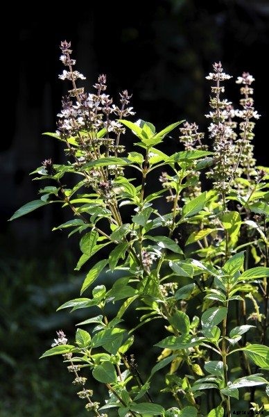 Bitter Tasting Basil: What To Do When A Basil Plant Is Bitter