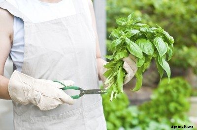 Trimming Basil Leaves: Tips For Cutting Back Basil Plants