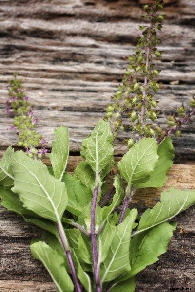 Basil Seed Collecting: Tips For Harvesting Basil Seeds