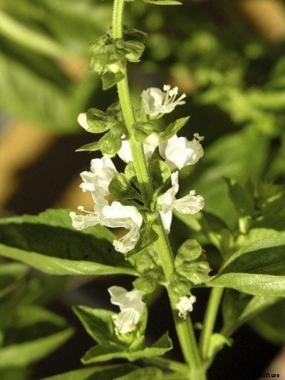 Pinching Basil Blooms: Should Basil Be Allowed To Flower